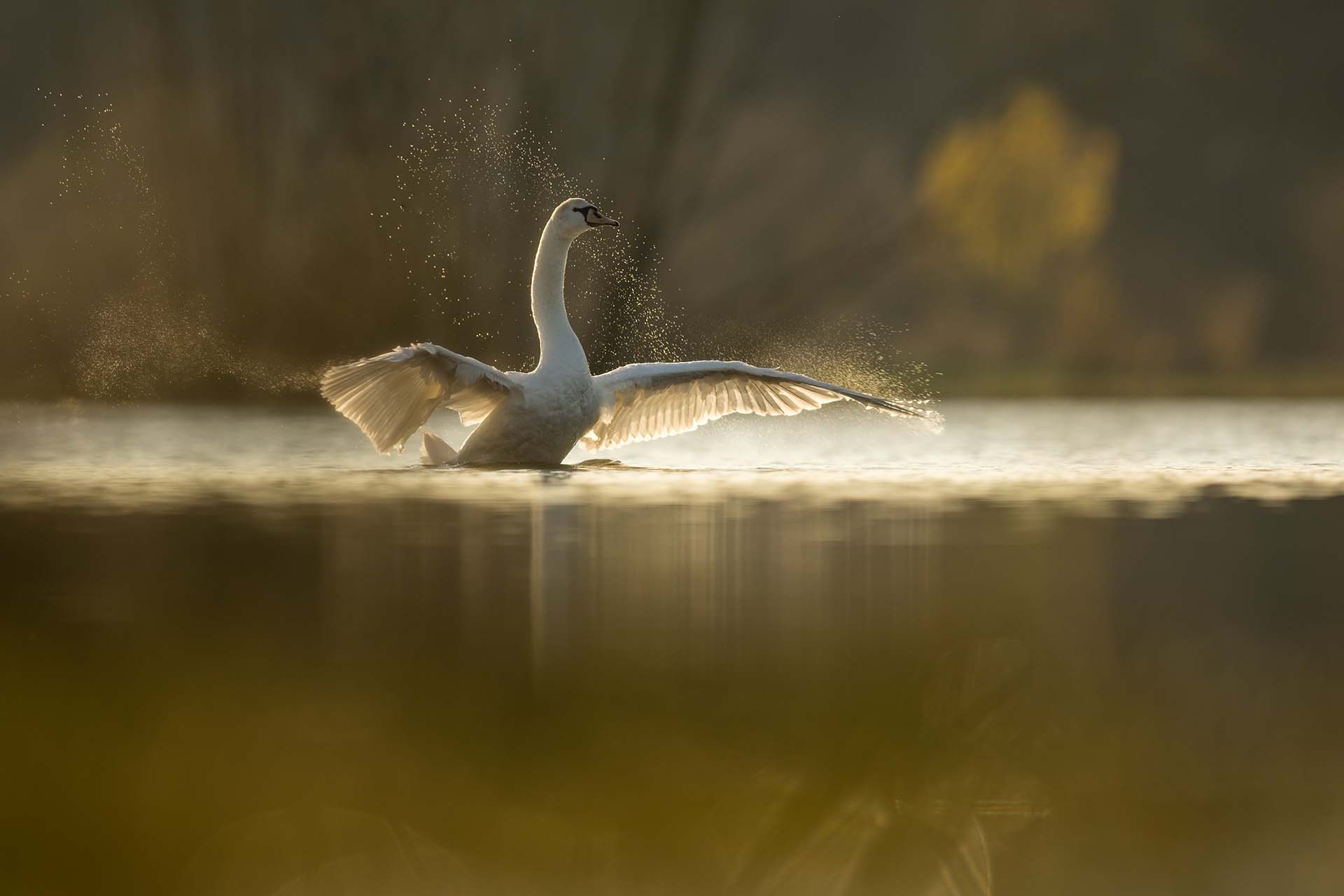 il suffira dun cygne-min